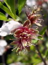 Almond